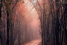 摩珂达队胜率飙升，轻松获胜